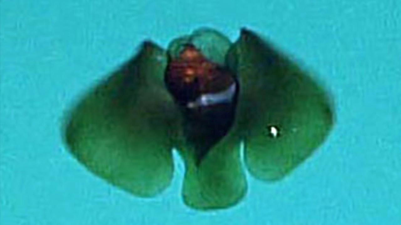 10 Strange Deep Sea Creatures Found in the Gulf of Mexico and Caribbean