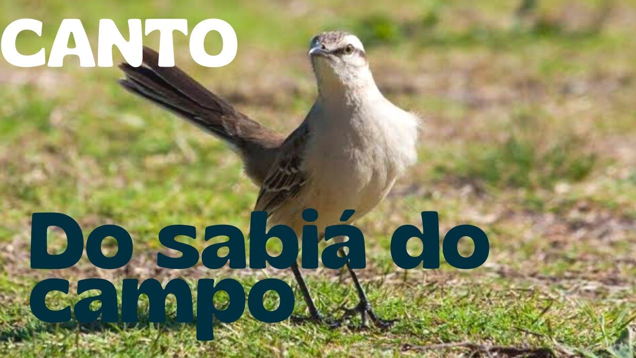 CANTO DO SABIÁ DO CAMPO #cantodospassaros #cantodosabiadocampo #nature #thrush