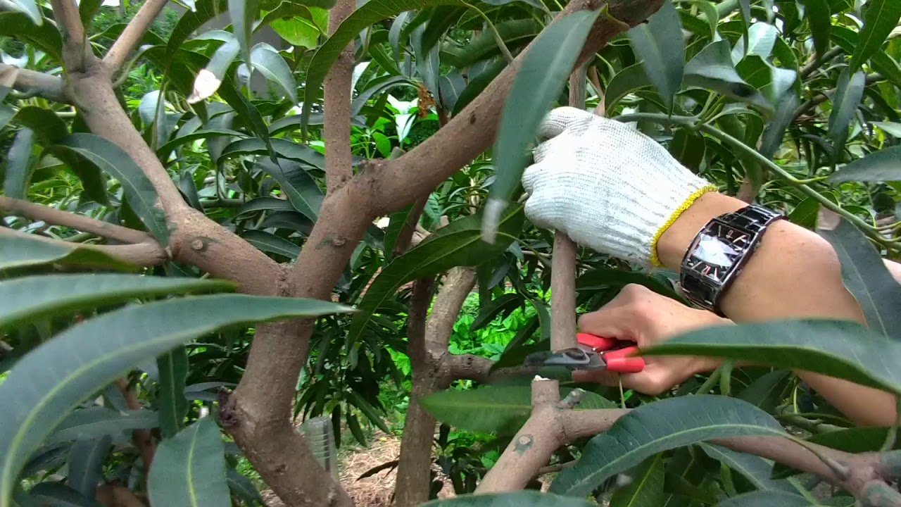 「芒果」9分鐘快速修剪！【9分鐘快速修剪系列001】