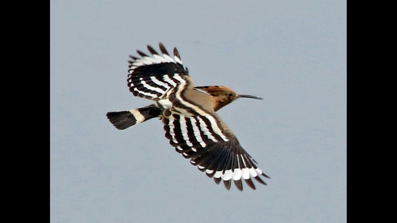 Sapati Bogumila - Hudhud