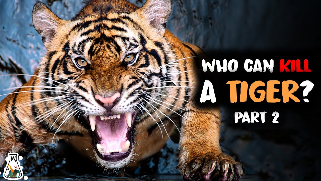 6 Animals That Could Defeat A Tiger - Part 2