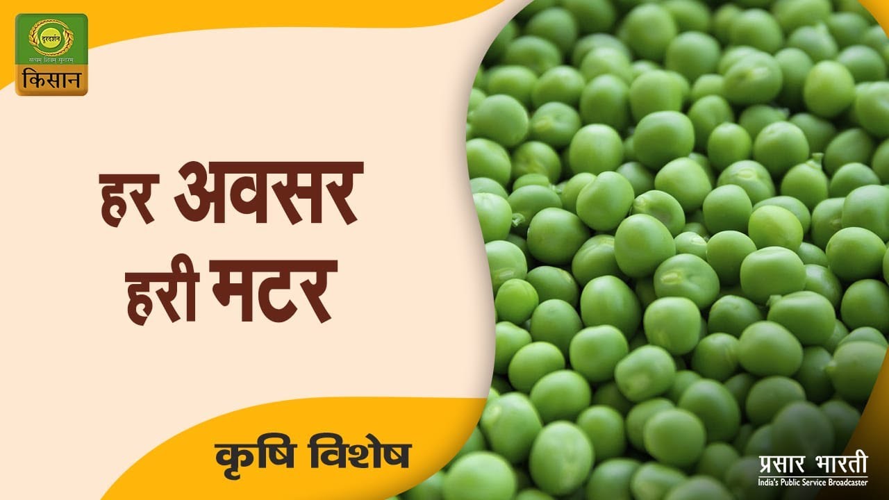 Krishi Vishesh || हर अवसर हरी मटर  || January 13, 2024