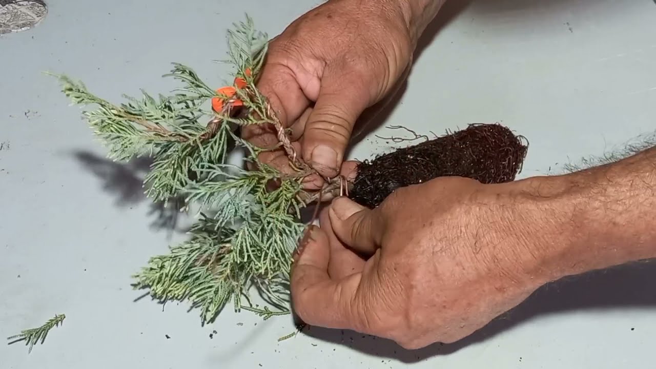 Como fazer UM bonsai de TUIA de maneira muito FÁCIL e muito RÁPIDO e sem complicação