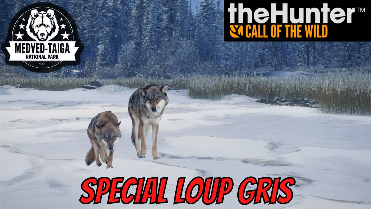 THE HUNTER COTW : Chasse Du Loup Gris Sur Medved Taiga !! | PC