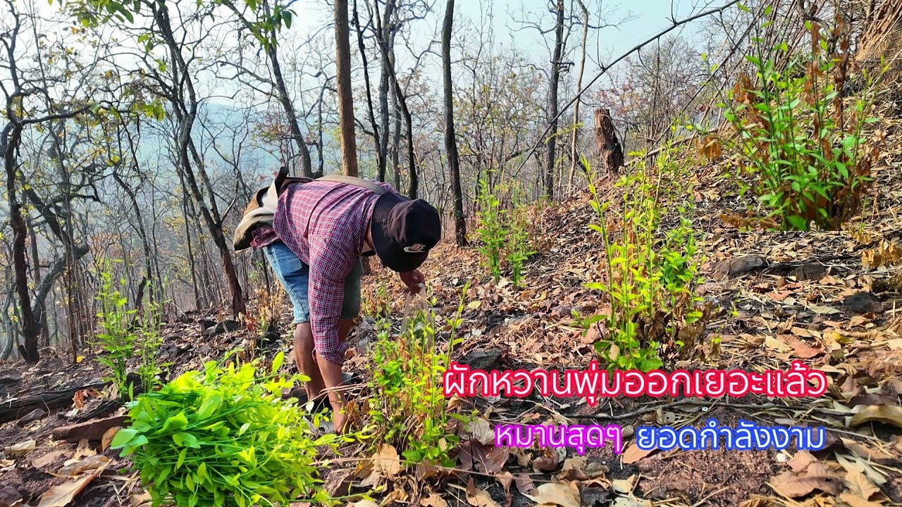 ว๊าววว..ผักหวานพุ่มเริ่มออกเยอะแล้ว หมานสุดๆขึ้นเขาเก็บผักหวานป่าได้เยอะจริงๆยอดอ่อนกำลังงาม