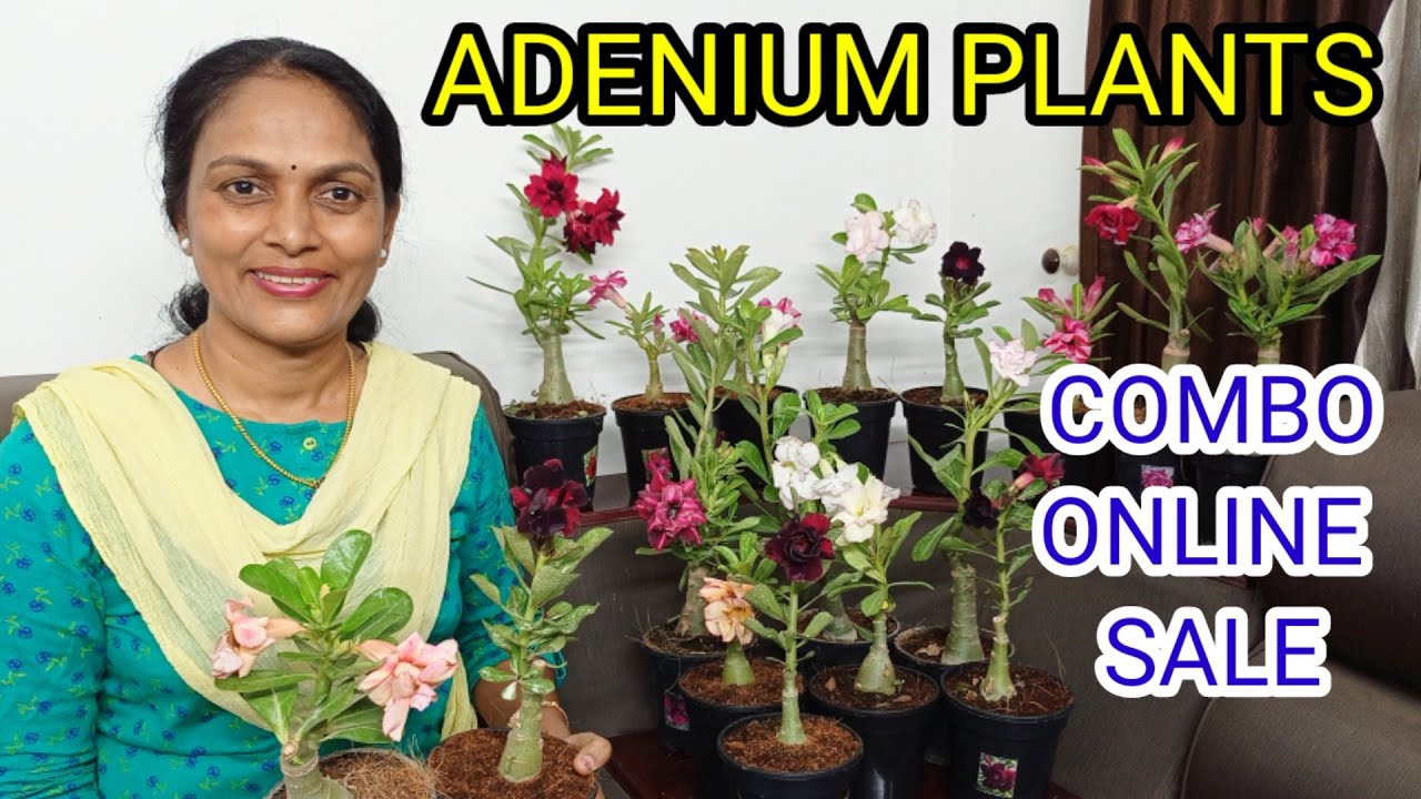 ADENIUM PLANTS / COMBO OFFER/ GRAFTED ADENIUM PLANTS / WHOLESALE  RATE/ ONLINE SALE /VARIETY COLOURS