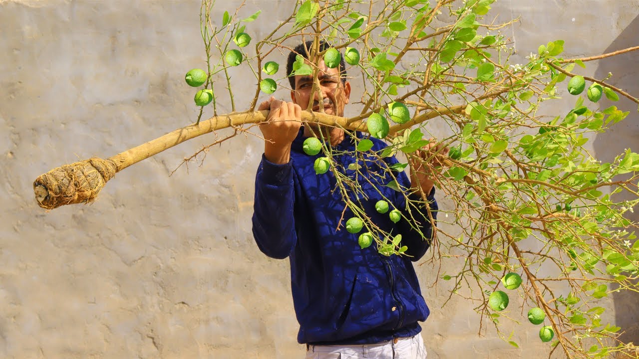بطريقة روعة للحصول على شجرة ليمون مثمرة واى شجرة اى نوع مهما كانت🍋طريقة مجربة 1000%