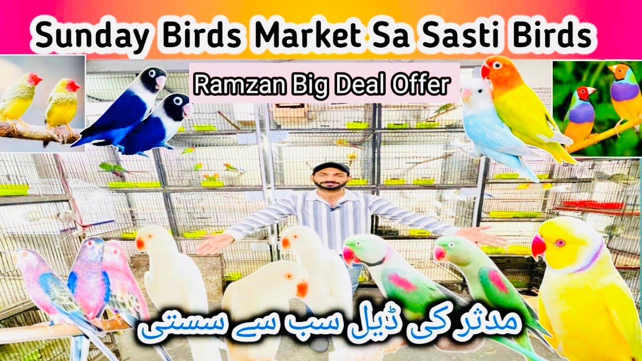 Ramzan offer 2026😍 Sunday Birds Market sa sasti Birds ❤️ Raw granted Breeder pair 32000 🥰 Lahorebird