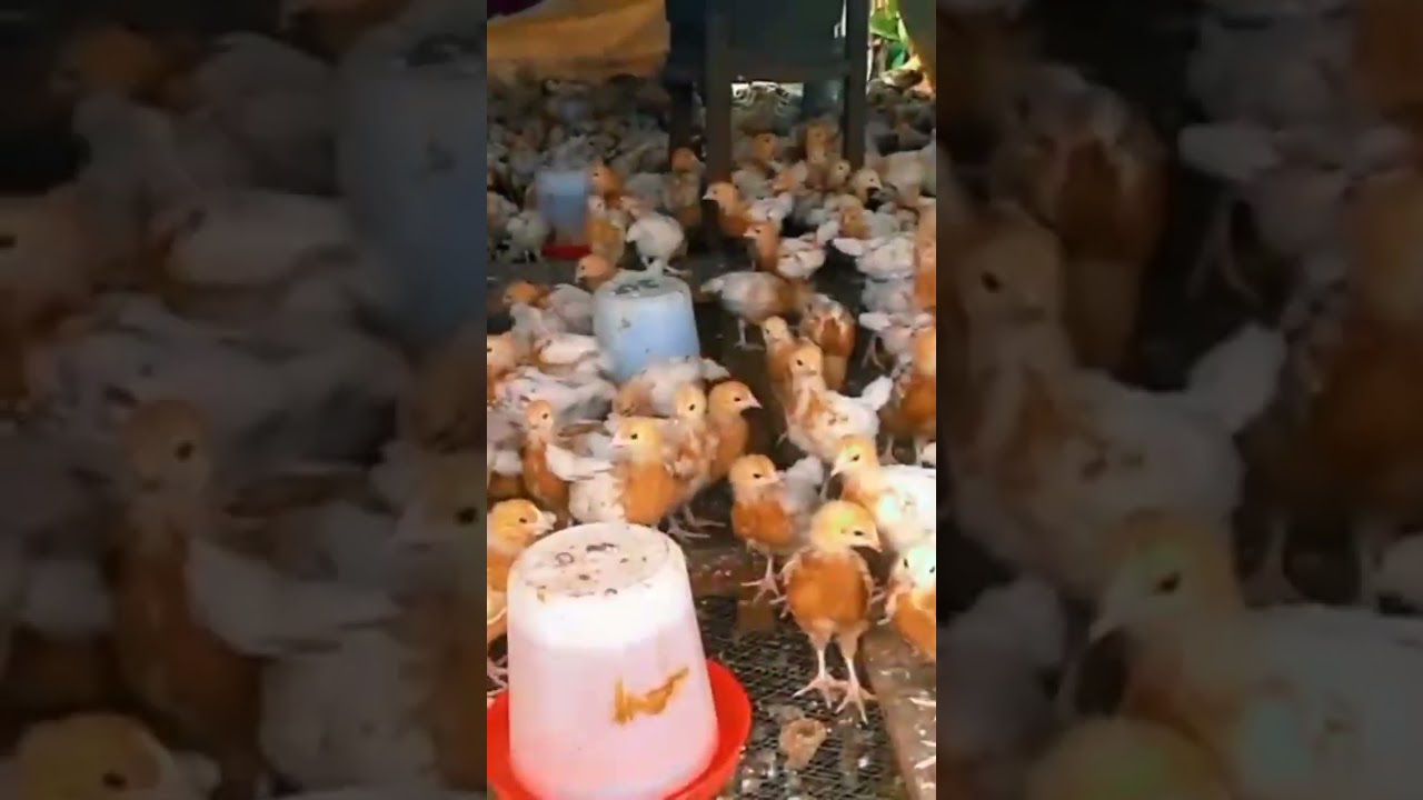 They are 3 weeks old today..#fyp #birds #pullets #layersoffear