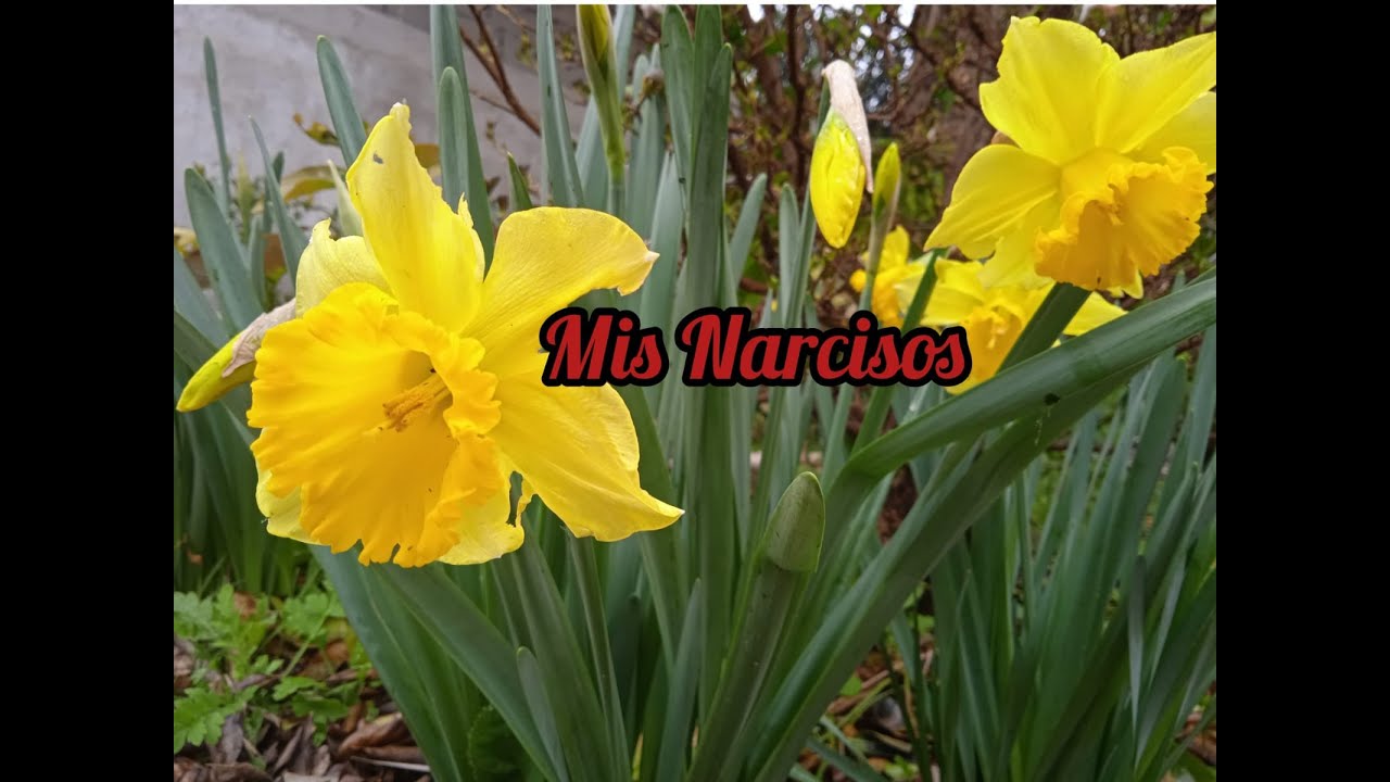 Narcisos, cuidados y reproducción