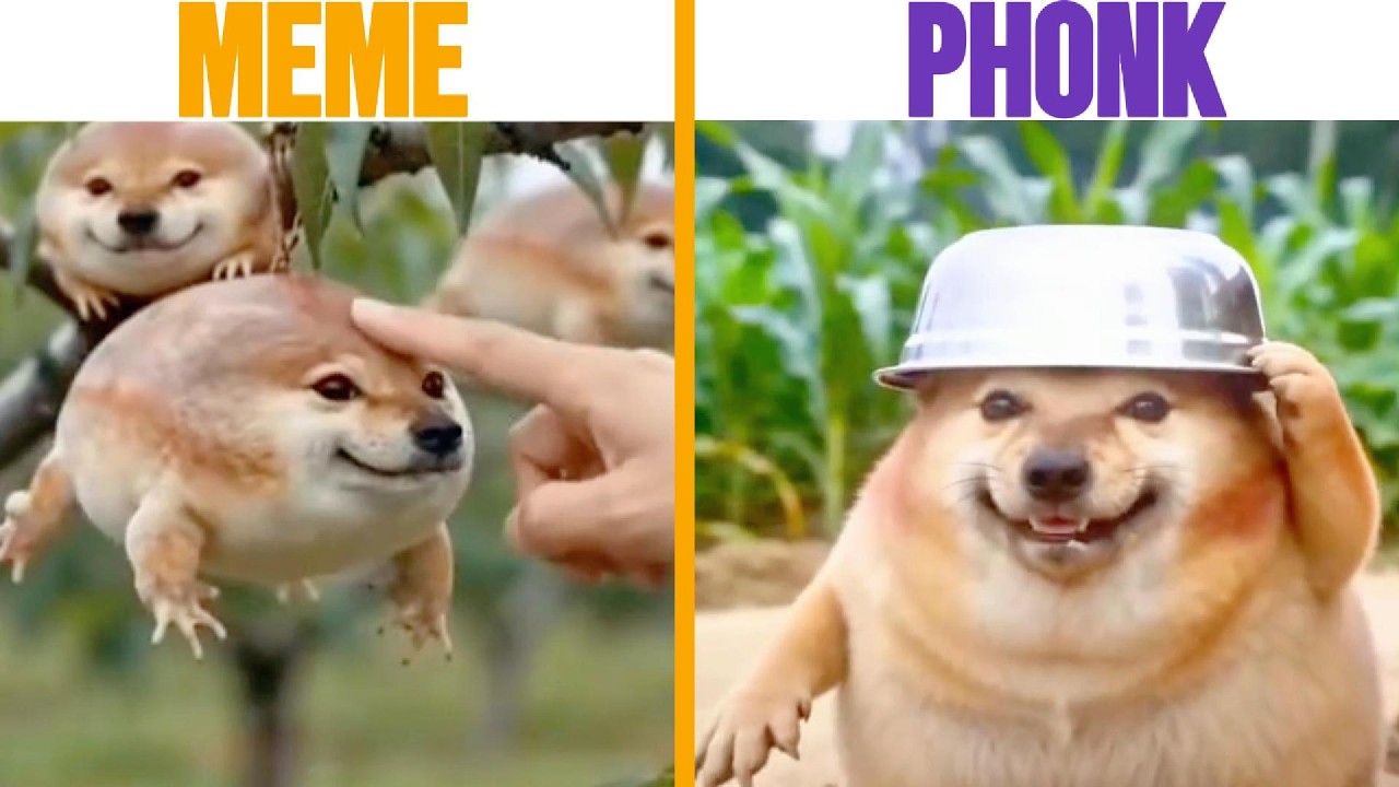What The Dog Doin Original vs Meme vs Phonk