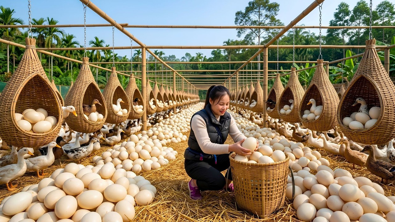 10 Days Harvesting 2000+ Duck Eggs At The Farm, Making Fried Eggs And Taking Them To Market For Sale
