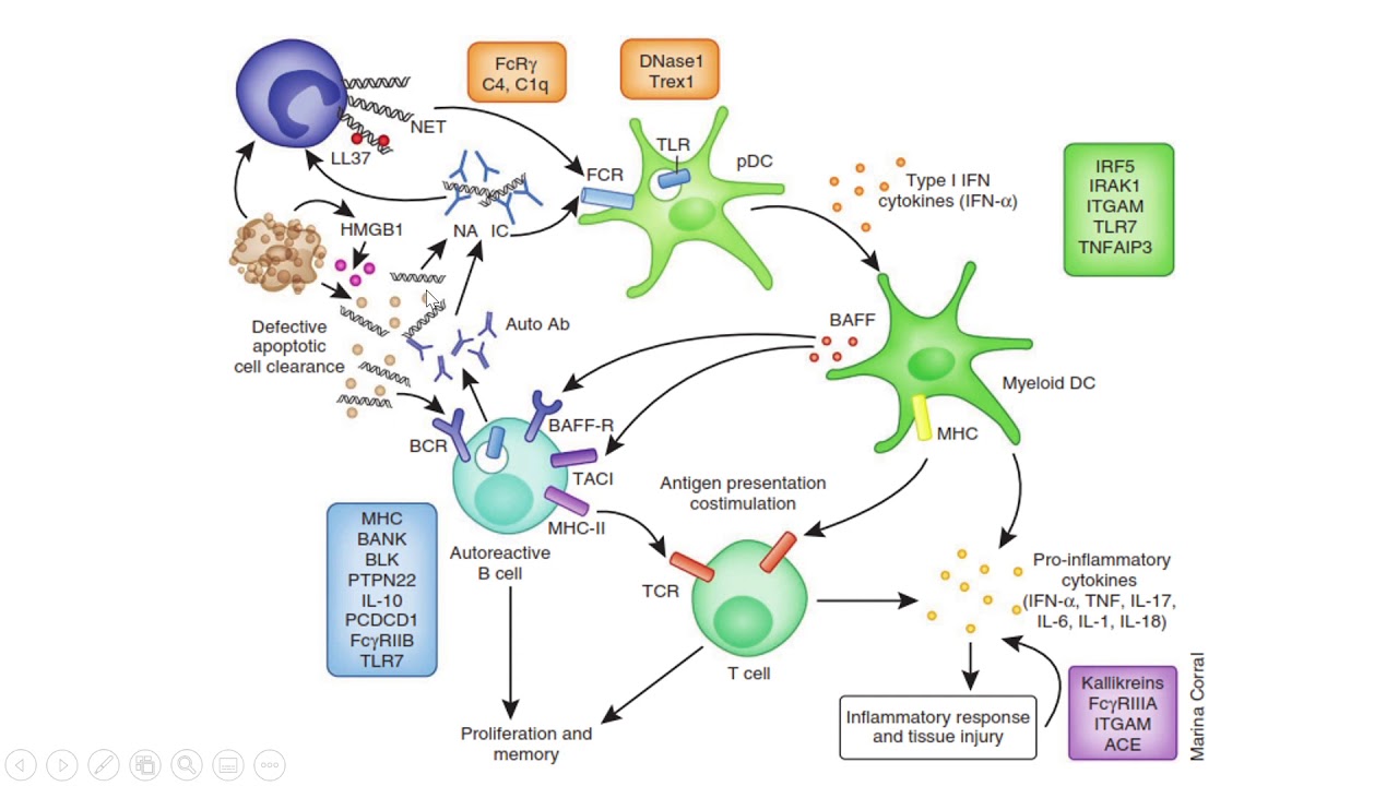 Medicina Interna - Lupus y otras conectivopatías pptx
