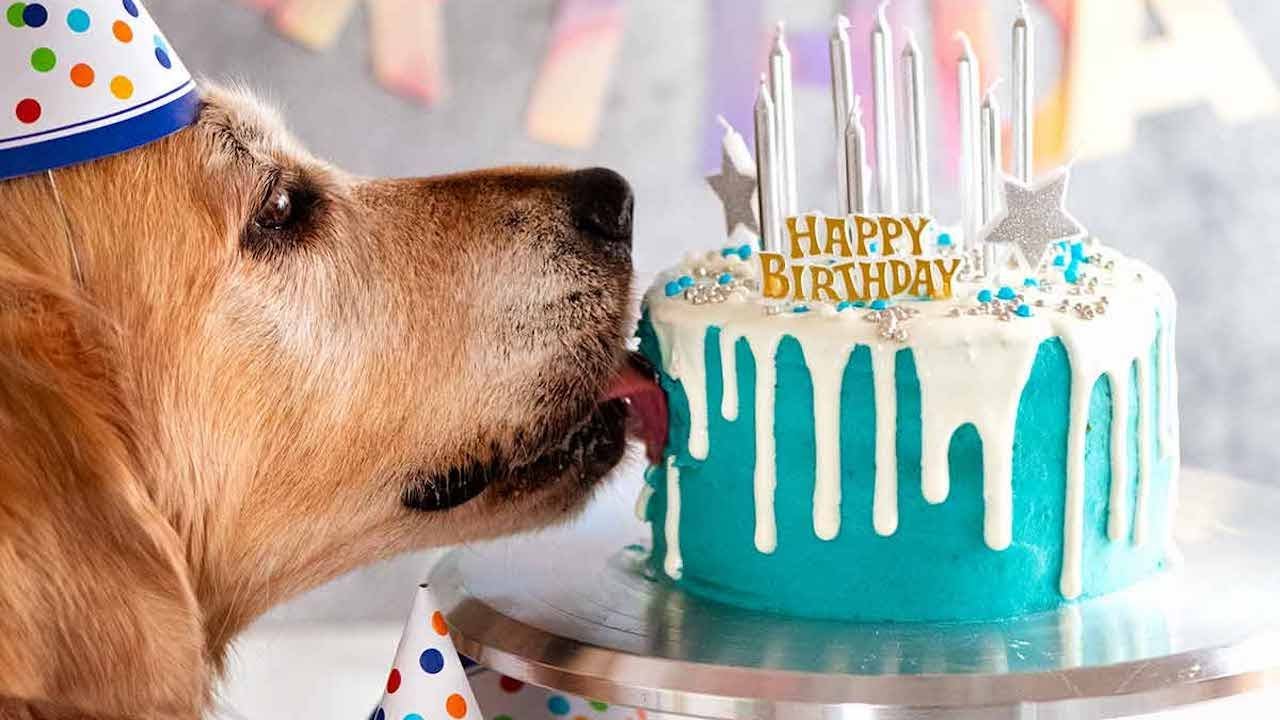 Drip Frosted Dog Birthday Cake