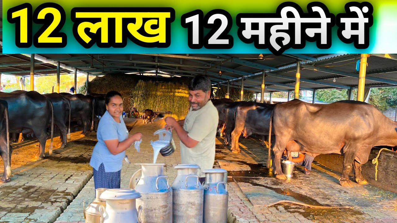 17 जाफराबादी❤️12 लाख💰12 महीने में⏳#buffalofarminGujrat#dairysolutionbysatish#