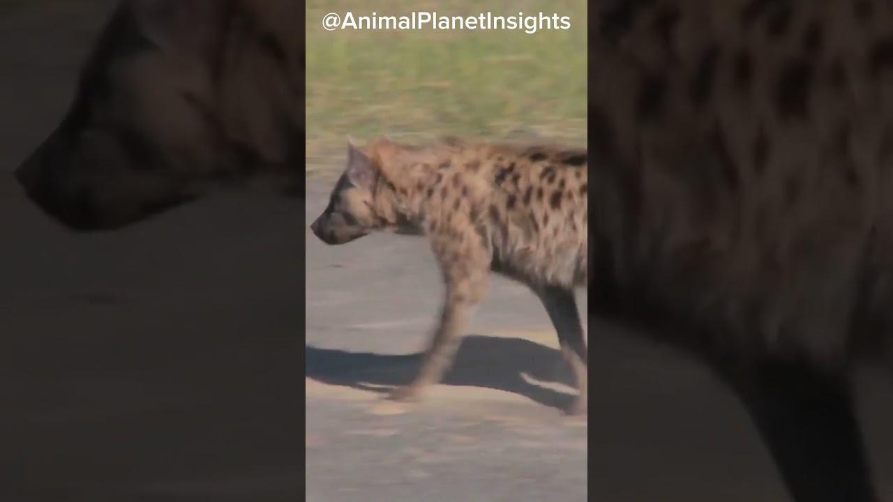 Unlocking the mysteries of hyenas: 3 jaw-dropping facts! 