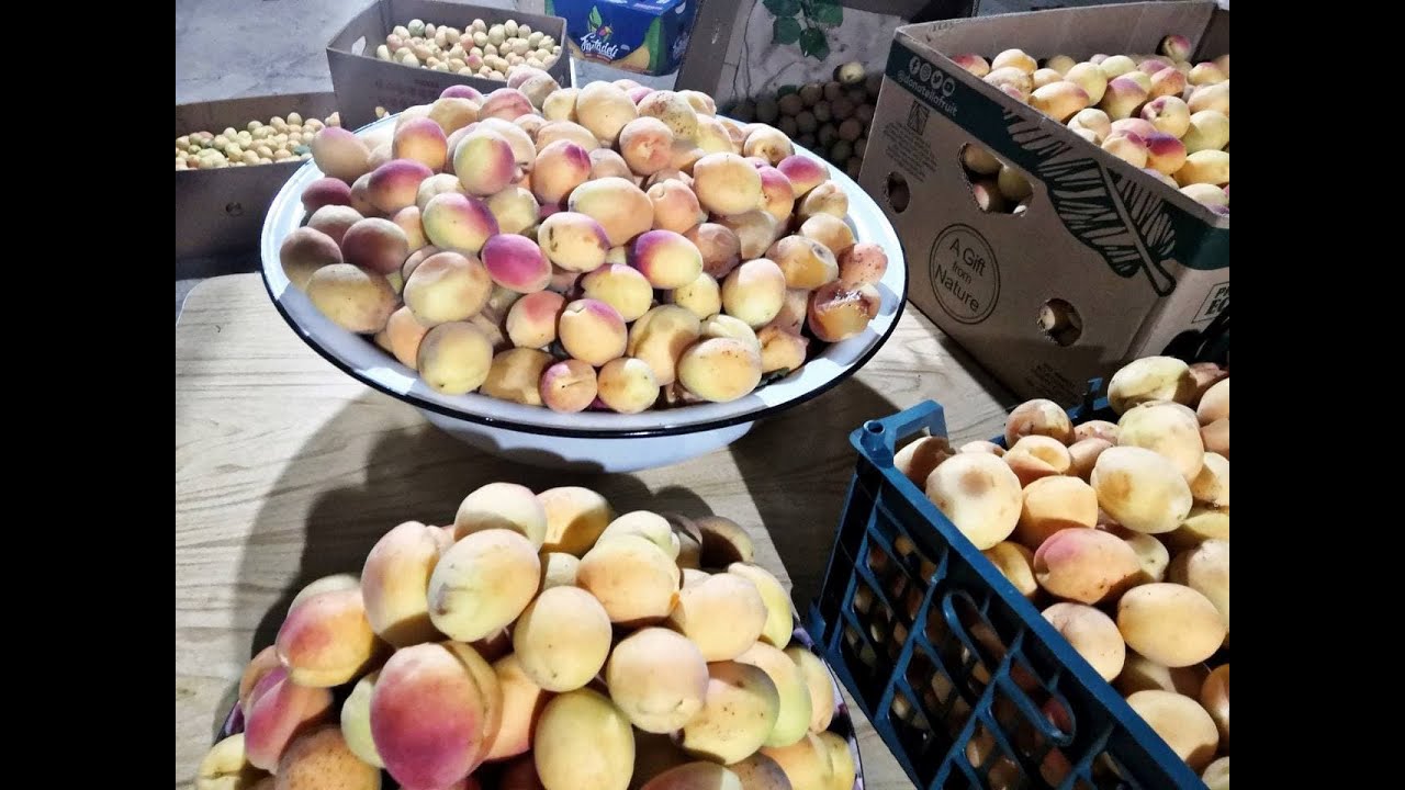 ԾԻՐԱՆԻ ՀՅՈՒԹ պտղամսով#абрикосовый сок #Apricot Juice#Homemade