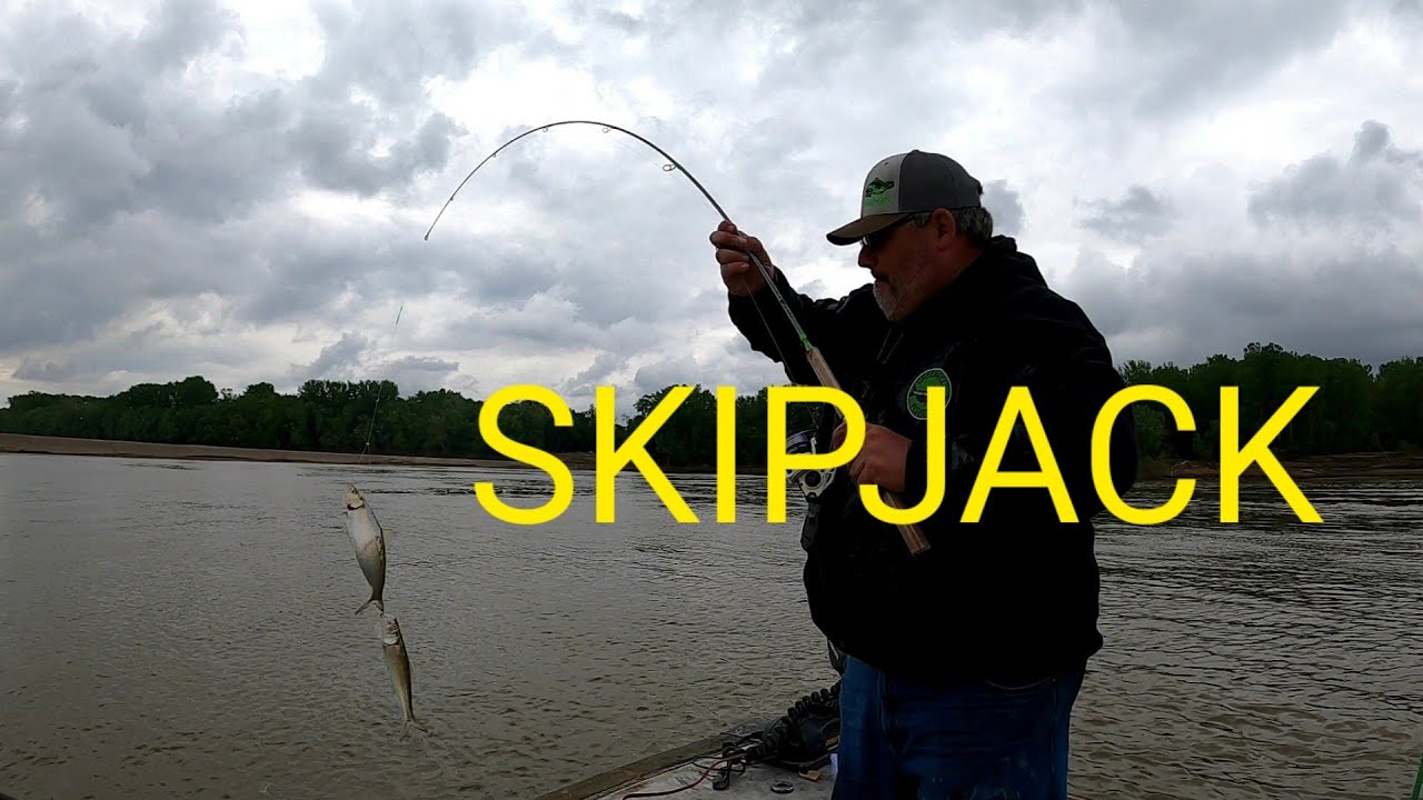 Catching skipjack!