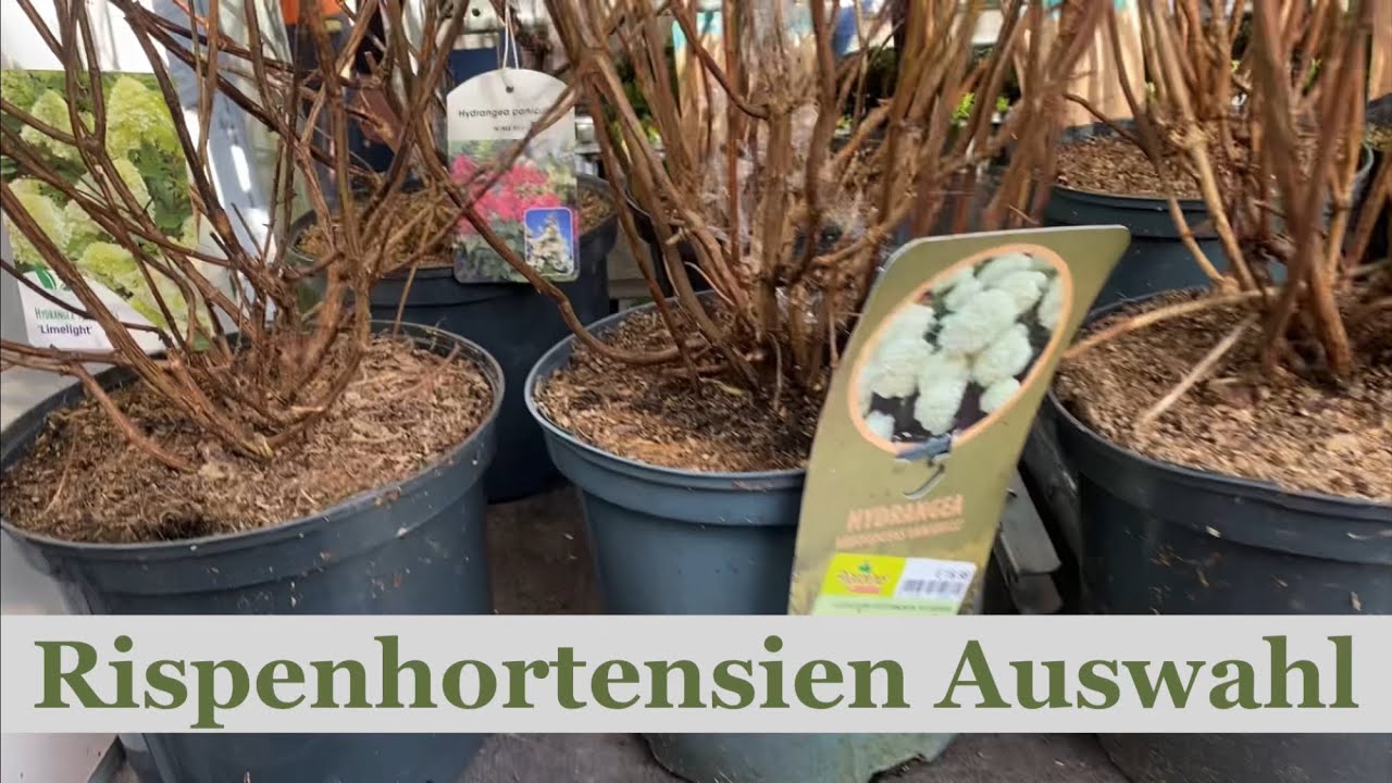 Erste Hortensien bei mir im Handel. Bauhaus Sortiment an Rispenhortensien.
