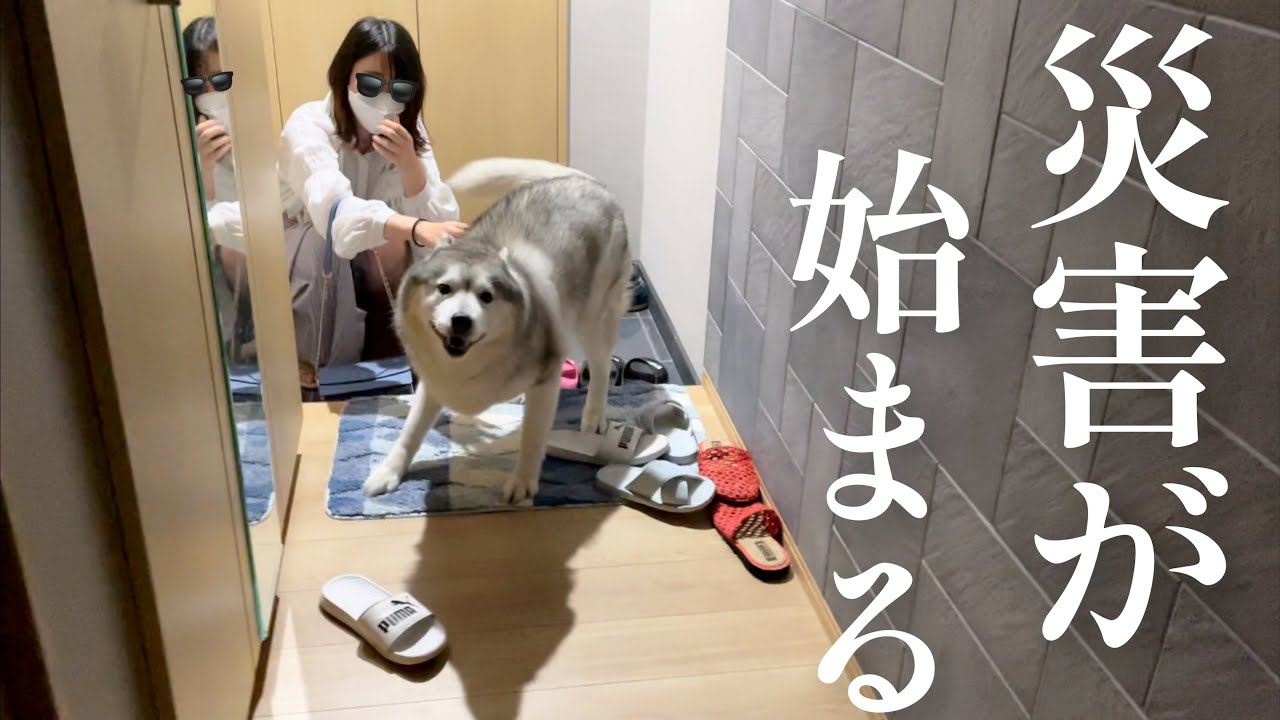久しぶりに会う親友に対しての歓迎がほぼ災害レベルなシベリアンハスキー