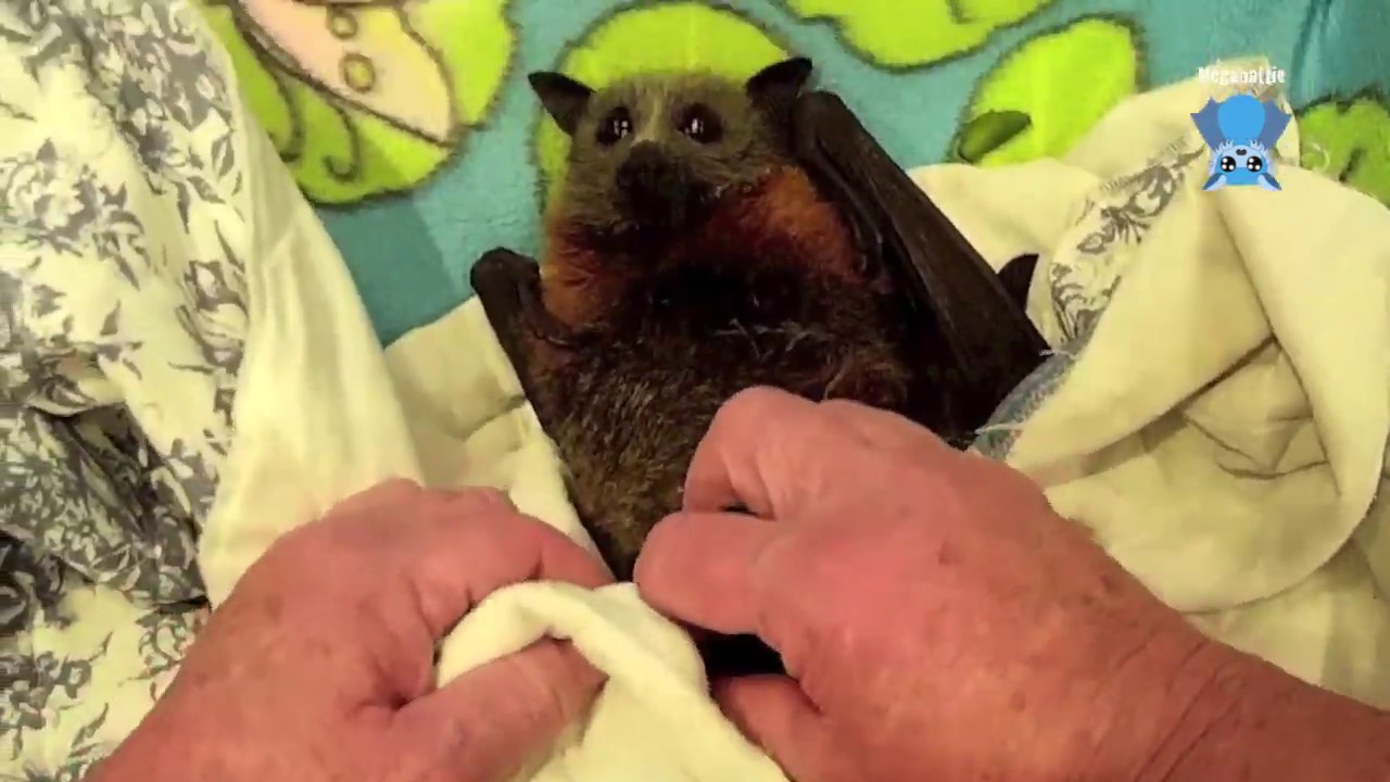 Rescuing a flying-fox in a courtyard:  this is Jade