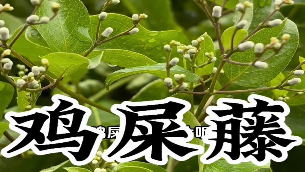 吃鸡屎味的植物是种怎样的体验？爷爷告诉你！它叫鸡屎藤，味道像回到了农村的鸡舍，为啥做成食物这么香呢？