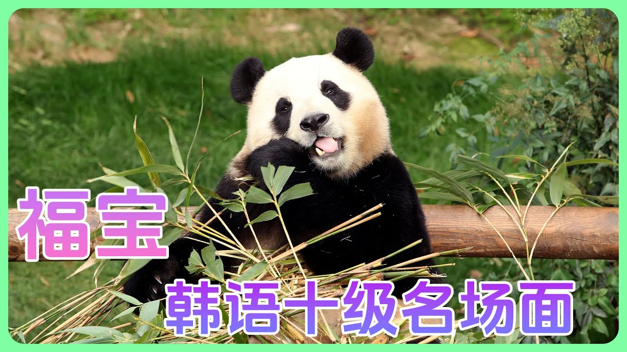 盘点福宝那些韩语十级名场面