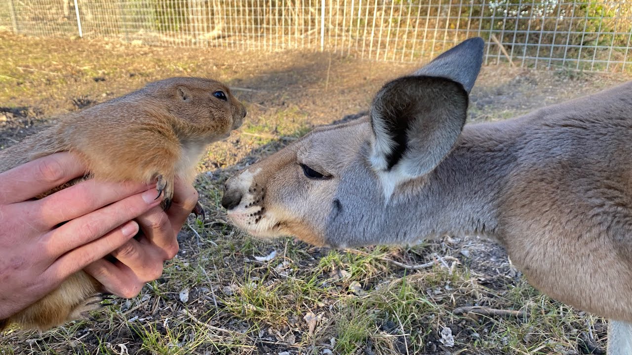 Kangaroo meets Prairie Dog (they kiss)