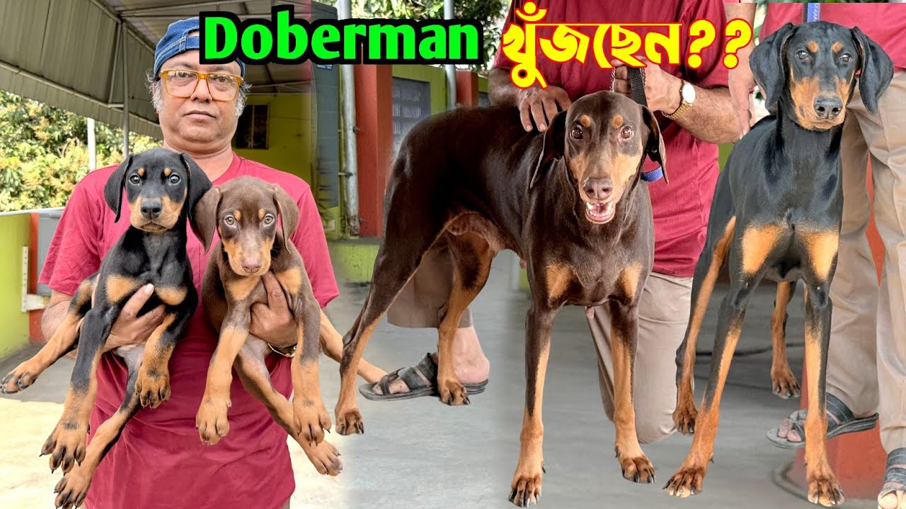Home Breed Doberman Puppies Sale. Dog Market in Kolkata Price. Kolkata Dog Market.