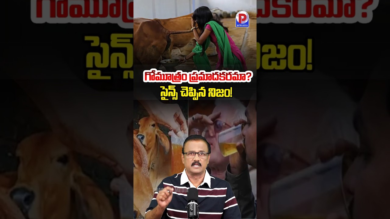 గోమూత్రం ప్రమాదకరమా? #CowUrine #Gomutra #Science #FactCheck #IITMadras #VKamakoti #pragathimedia