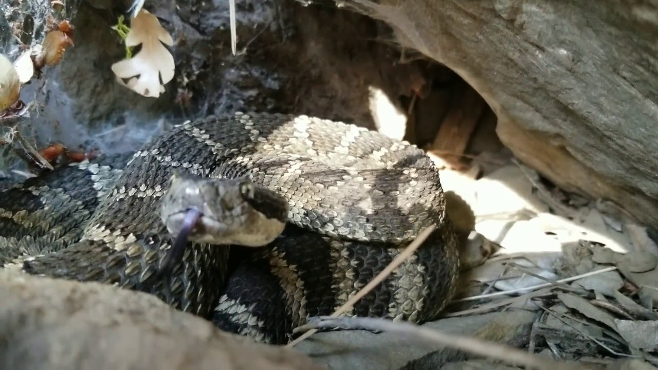 Species spotlight: Northern Pacific Rattlesnake (Crotalus oreganus)