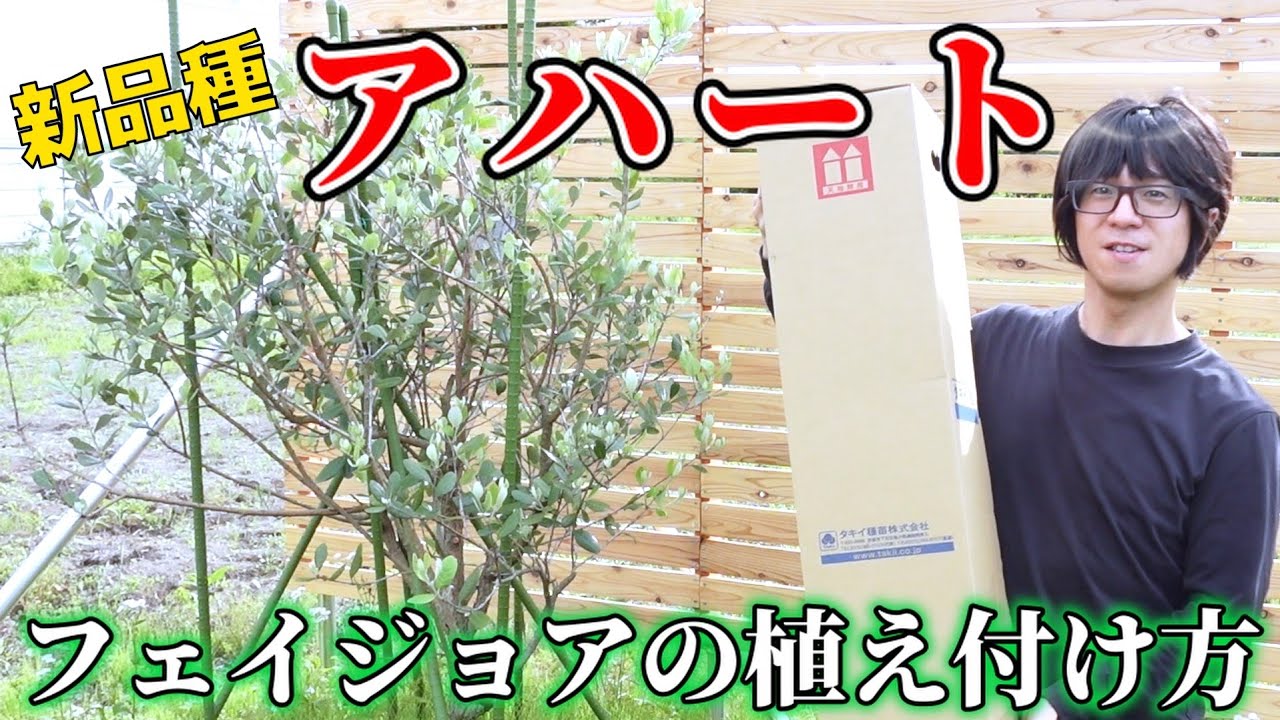 【果樹】フェイジョアの新品種アハートの紹介とフェイジョアの根鉢を崩す植え方。タキイ種苗【feijoa | Arhart】