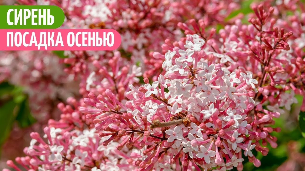 Как ПОСАДИТЬ СИРЕНЬ. Мои цветы. Мой опыт.