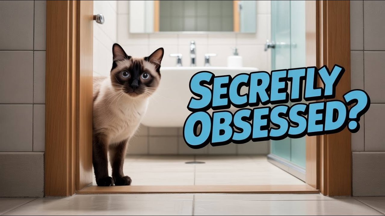 Your Cat's Body Language Screams Obsession | Do You Notice?