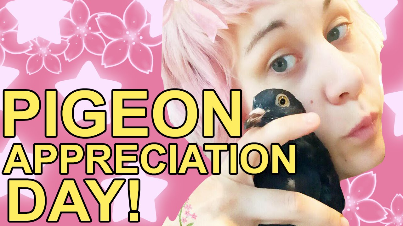 Pigeon Appreciation Day!