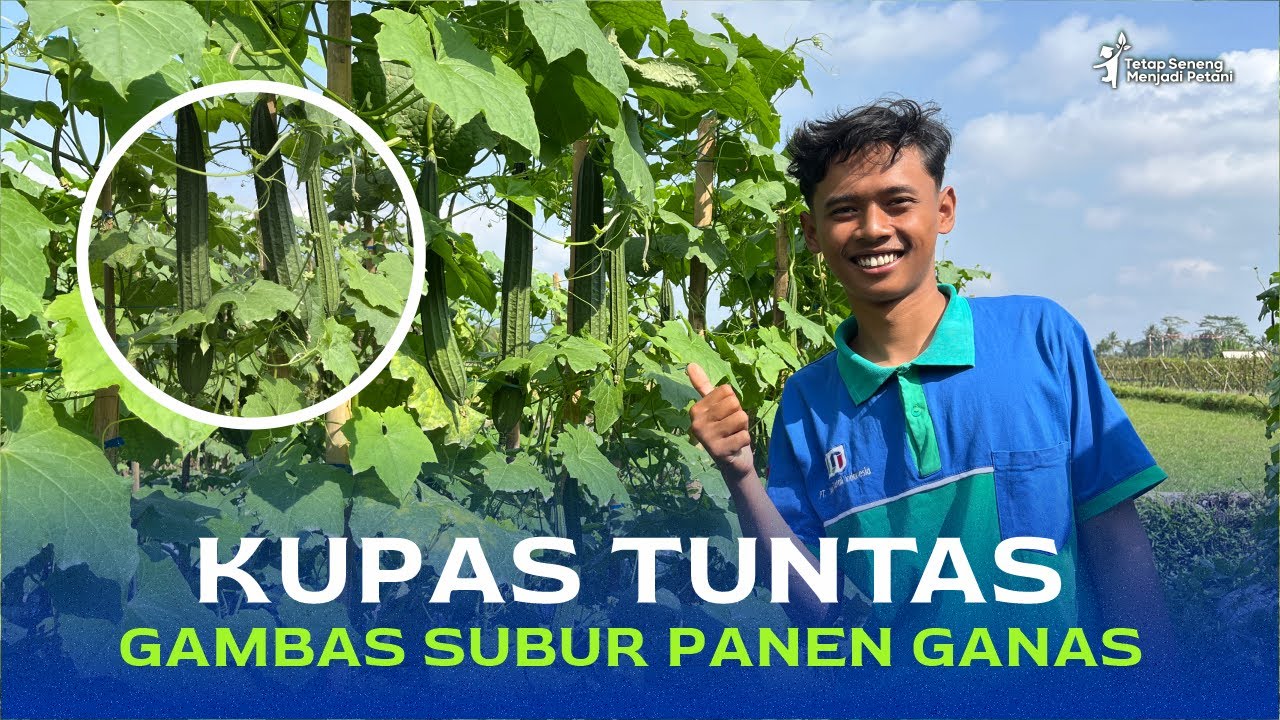 UNTUNG BERUNTUN!! Cara Perawatan Gambas Tumbuh Subur dan Panen Melimpah | Part 2