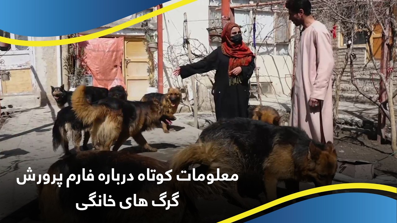 معلومات کوتاه درباره فارم پرورش گرگ های خانگی