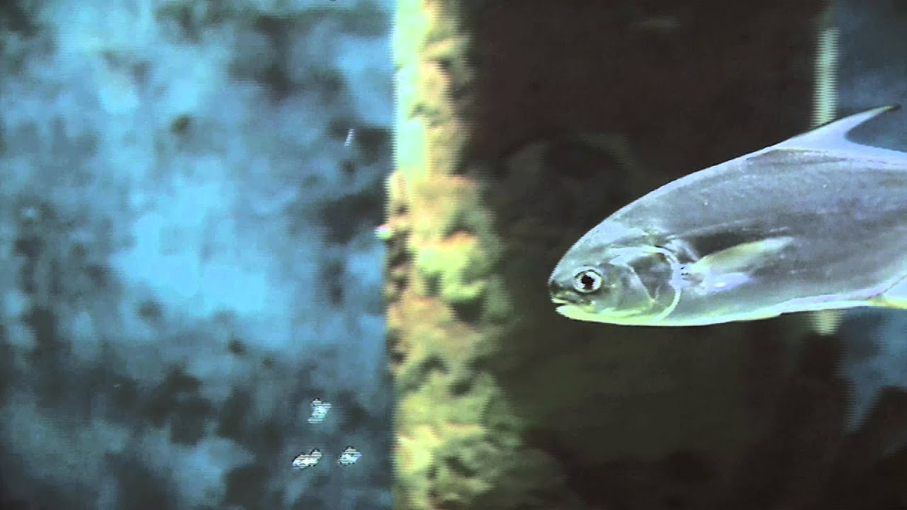 Living in the Water: Texas Aquatic Science- Chapter 4