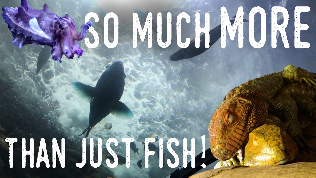 The INCREDIBLE Dallas World Aquarium | PENGUINS, CROCS, MANATEES, and MORE