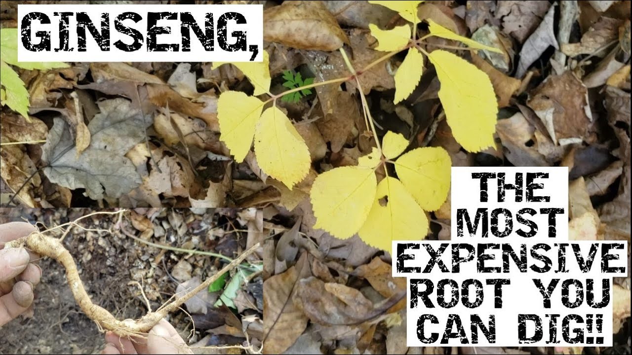 Ginseng, The Most Expensive Root You Can Dig!