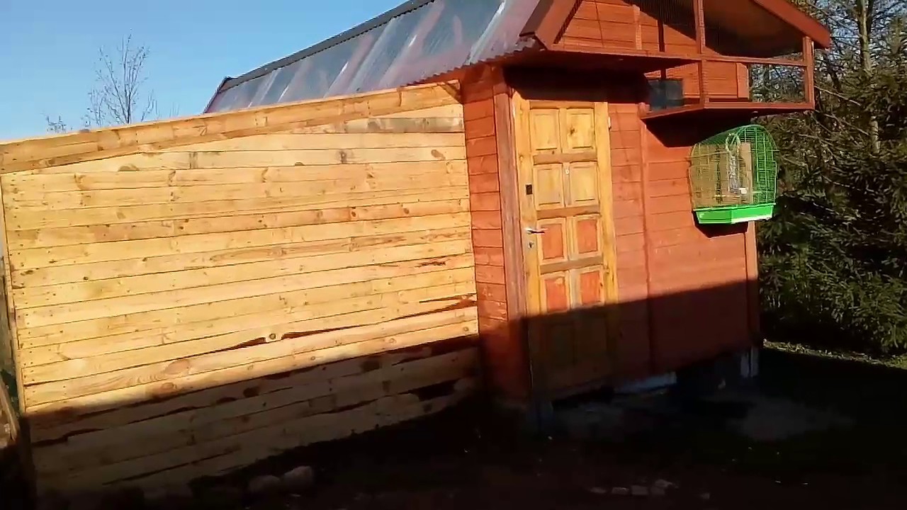 Hodowla Papug Elbląg pierwsze ptaki w nowej wolierze .