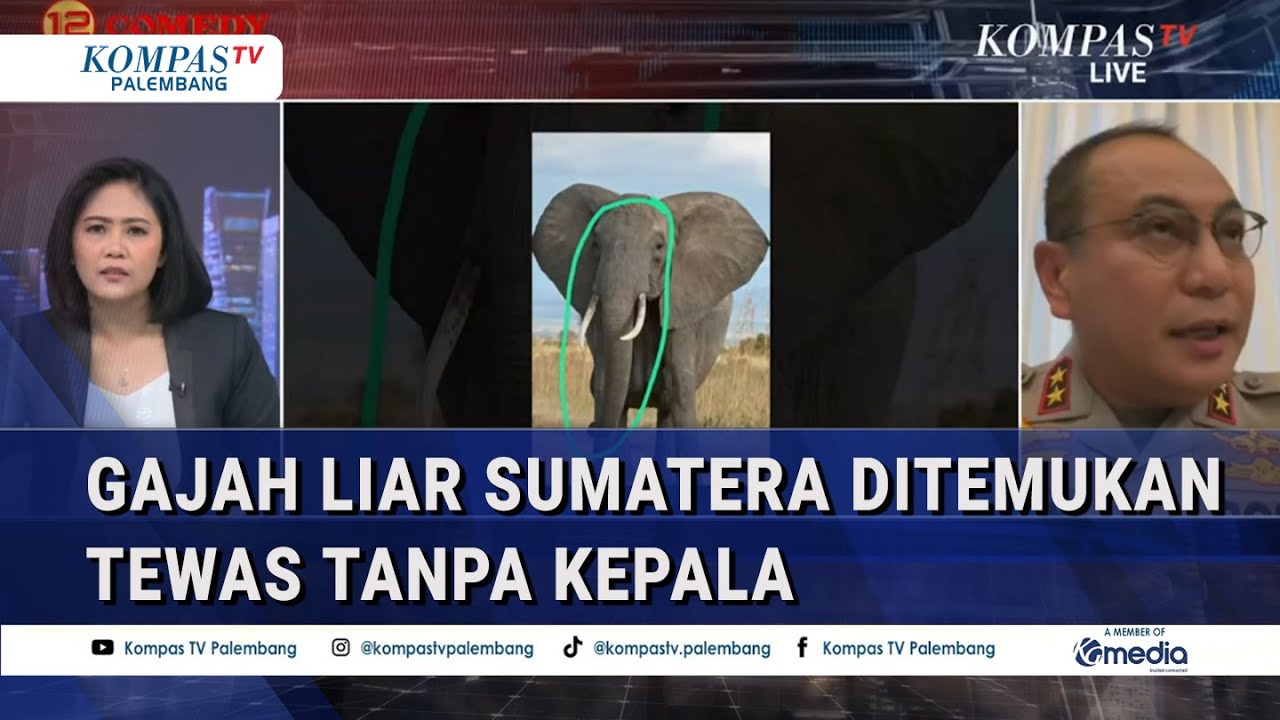 Kapolda Riau Ungkap Penyelidikan Gajah Liar Sumatera Ditemukan T*w45 Tanpa Kepala
