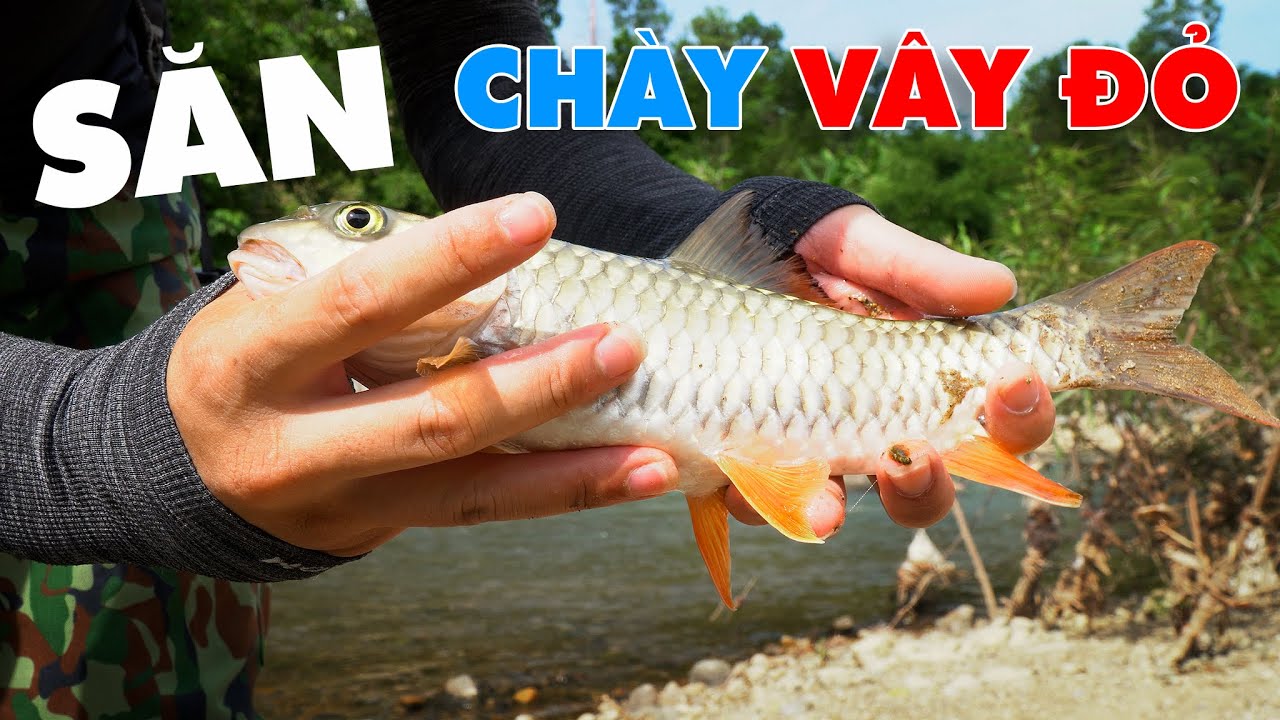 SĂN CÁ CHÀY VÂY ĐỎ. ĐẶC SẢN CÁ SUỐI MIỀN NÚI - Thợ Rừng