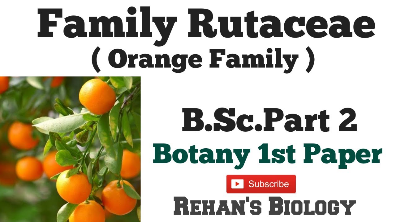 #Family Rutaceae #Rehan's Biology #रूटेसी #Citrus family #Botany 1st B.Sc.Part2 Botany 1st paper