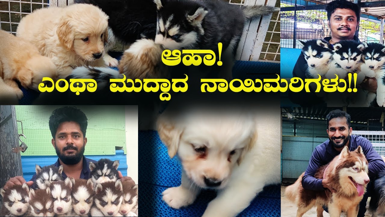High Quality Puppies At Best Price At 