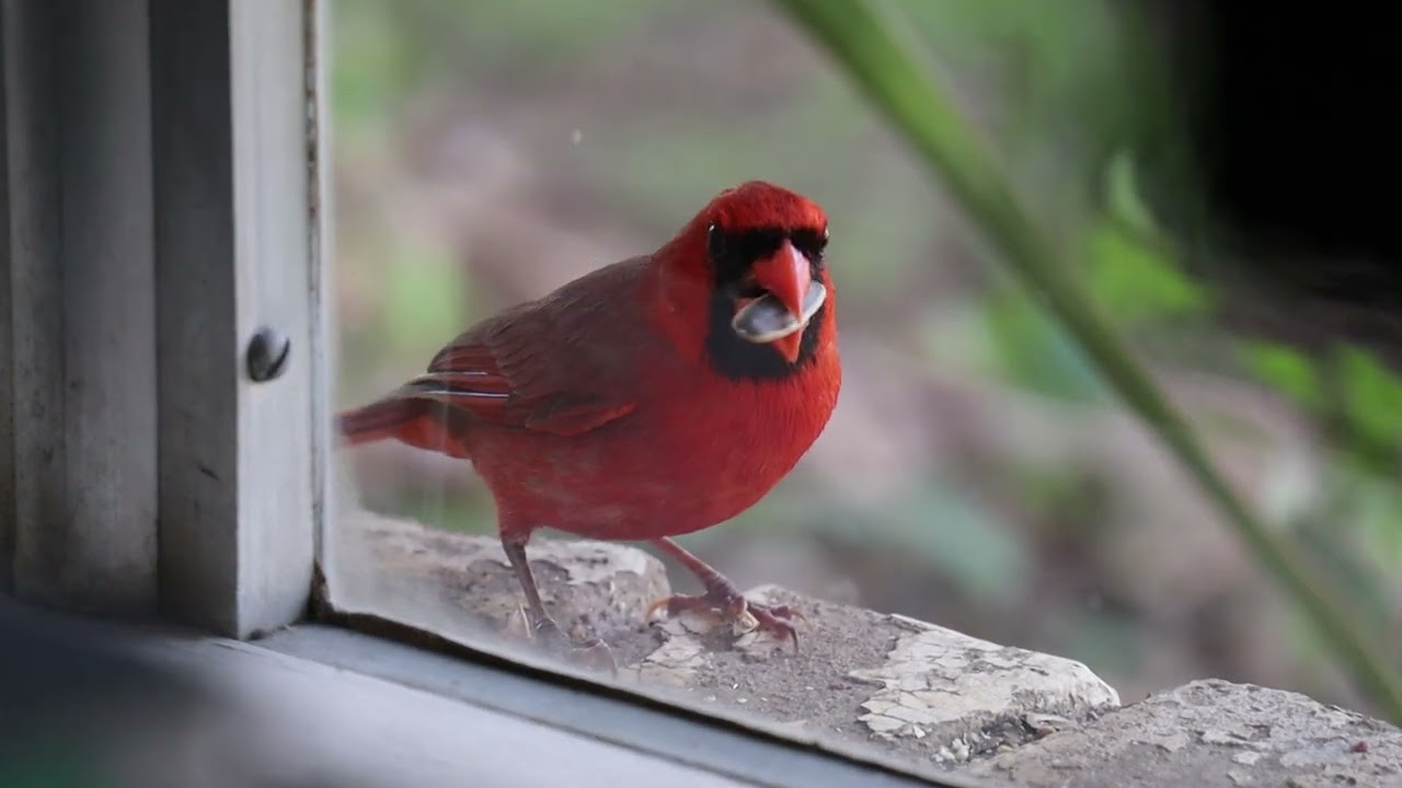 Cardinal on the Ledge: A Vibrant Visitor