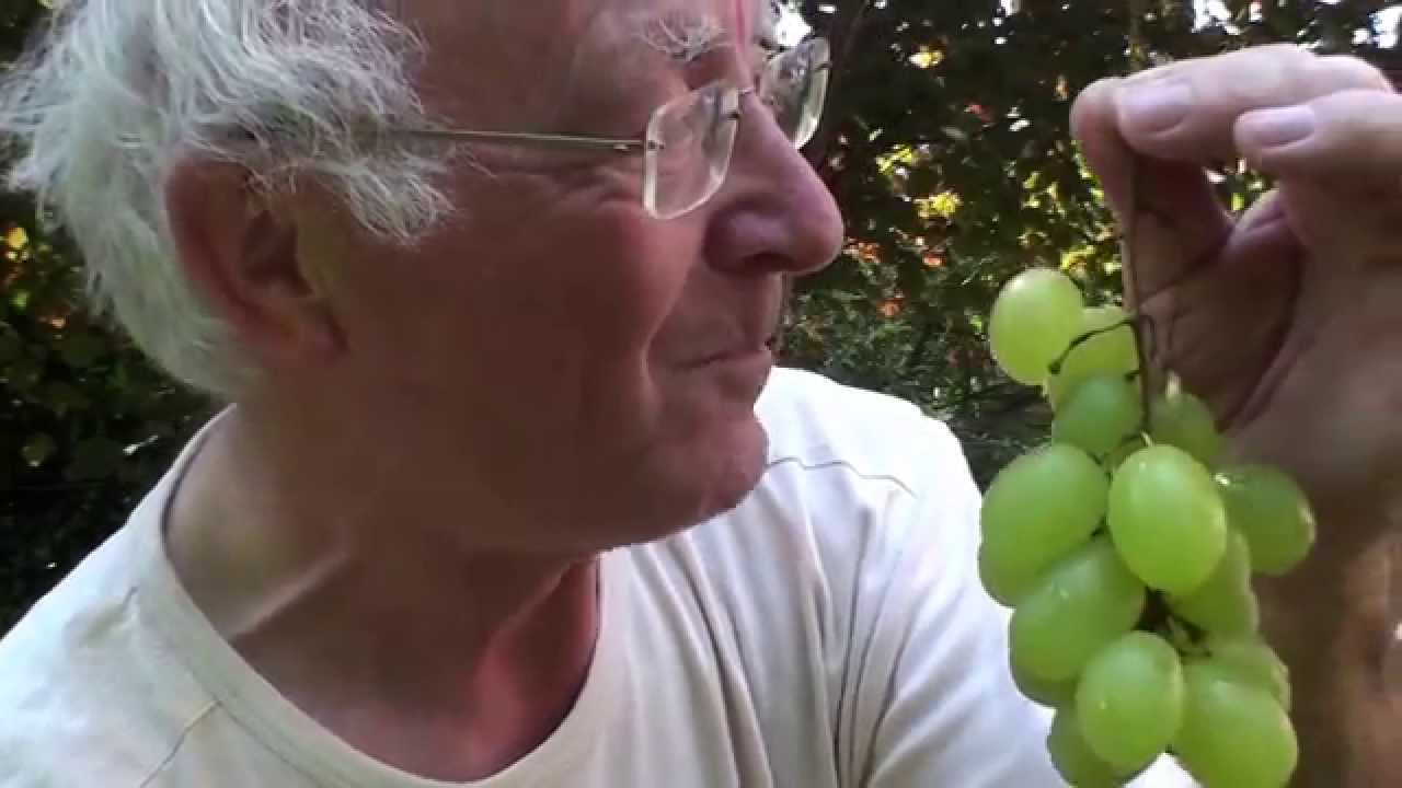 Jef uit Tremelo eet laatste druiven!