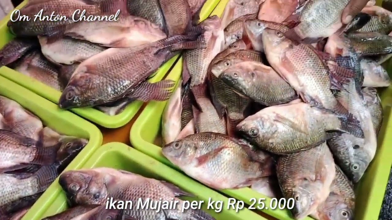 walaupun musim hujan harga ikan laut masih stabil di pasar ikan pabean Surabaya