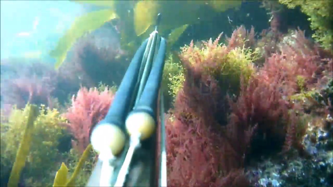 Spearfishing, Pesca Submarina, Peniche, Abrótea 2167g, Peixe-porco 1204g Portugal 22 08 2015