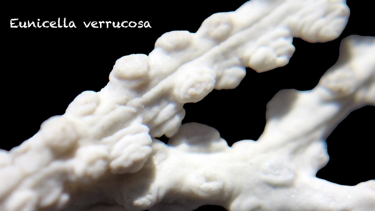 Eunicella verrucosa (gorgonia)